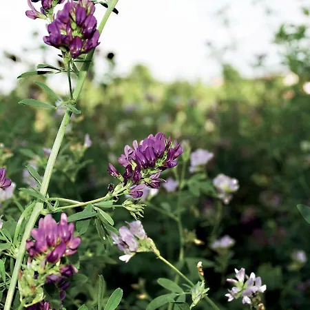 La Spagnera 팜스테이 *