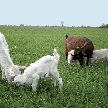 La Spagnera * San Pietro in Vincoli