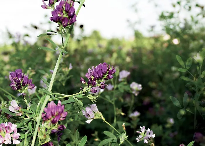 La Spagnera Gospodarstwo agroturystyczne *